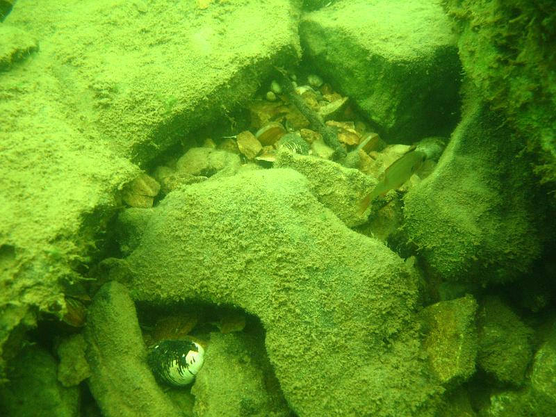 Diving Photos/tablerock/Scuba Table Rock 048